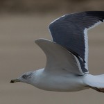 Larus heuglini