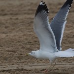 Larus heuglini