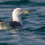 Larus heuglini