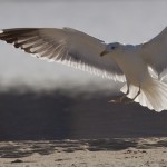 Larus heuglini