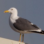 Larus heuglini