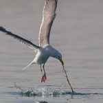 Larus heuglini