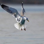 Larus heuglini
