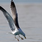 Larus heuglini