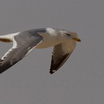 Larus heuglini