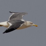 Larus heuglini