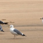 Larus heuglini