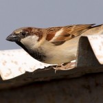Passer domesticus