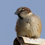 Passer domesticus
