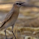 Oenanthe isabellina