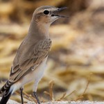 Oenanthe isabellina