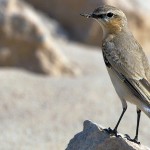 Oenanthe isabellina