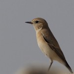 Oenanthe isabellina