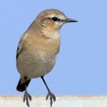 Oenanthe isabellina