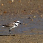 Charadrius alexandrinus