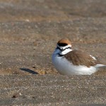 Charadrius alexandrinus