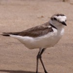 Charadrius alexandrinus