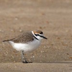Charadrius alexandrinus