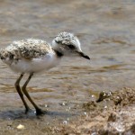 Charadrius alexandrinus