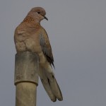 Laughing Dove
