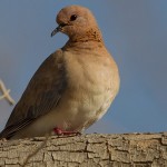 Laughing Dove