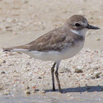Lesser Sand Plover