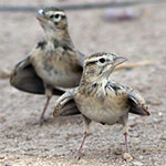 Lesser Short-toed Lark 