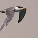 Sterna bengalensis