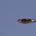 Lesser Grey Shrike 