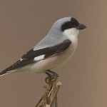 Lesser Grey Shrike