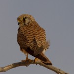 Lesser Kestrel