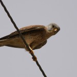 Lesser Kestrel