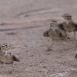 Lesser Short-toed Lark