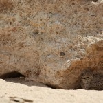 Lesser Short-toed Lark
