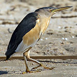 Little Bittern