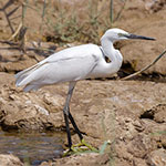 Little Egret