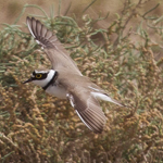 Charadrius dubius