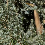 Little Bittern