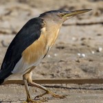 Little Bittern