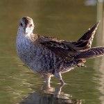 Little Crake