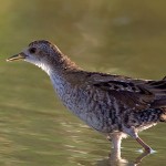Little Crake
