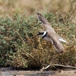 Charadrius dubius