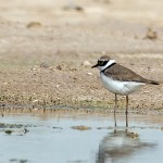 Charadrius dubius