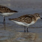 Calidris minuta