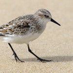 Calidris minuta