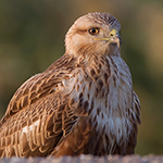 Long-legged Buzzard 