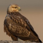 Long-legged Buzzard