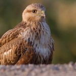 Long-legged Buzzard