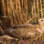 Long-legged Buzzard