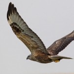 Long-legged Buzzard